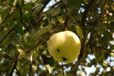 Olgun elmalar ağaçta