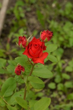 Kırmızı gül (Latin Rosa L.)