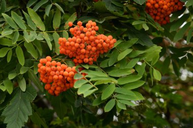Yaygın dağ külleri (Sorbus aucuparia) 