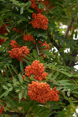 Yaygın dağ külleri (Sorbus aucuparia) 