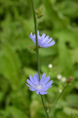 Centaurea, Saster familyasından bir bitki cinsidir.