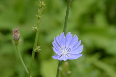 Centaurea, Saster familyasından bir bitki cinsidir.