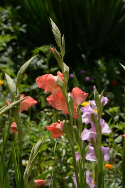 Kosariki (Gladiolus), midye familyasından uzun ömürlü bir bitki cinsidir.