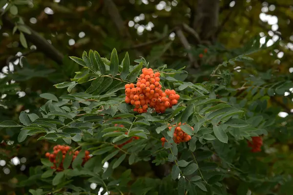 Yaygın dağ külleri (Sorbus aucuparia) 