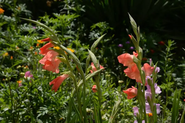 Kosariki (Gladiolus), midye familyasından uzun ömürlü bir bitki cinsidir.