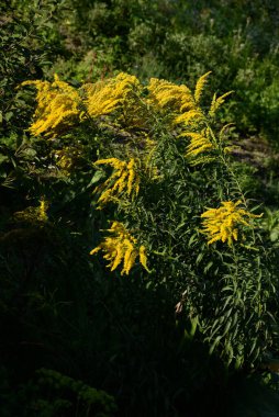 Golden Cowl Canadian (Latin Solidgo canadnsis), bloom, family astropeus, flowers, general view, genus goldenrod, green, leaves, or composite, taç yaprakları, plant, weed, wild, yellow