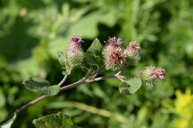 Burdock (