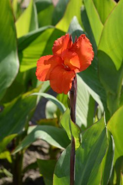 Canna, kana (Canna) is a single genus of plants of the monotypic Cannaceae family   