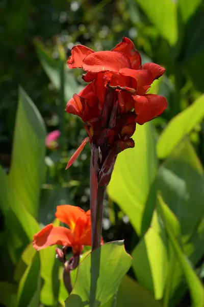 stock image Canna, kana (Canna) is a single genus of plants of the monotypic Cannaceae family   