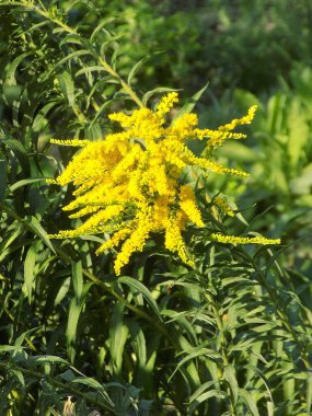 Golden Cowl Canadian (Latin Solidgo canadnsis), bloom, family astropeus, flowers, general view, genus goldenrod, green, leaves, or composite, taç yaprakları, plant, weed, wild, yellow          