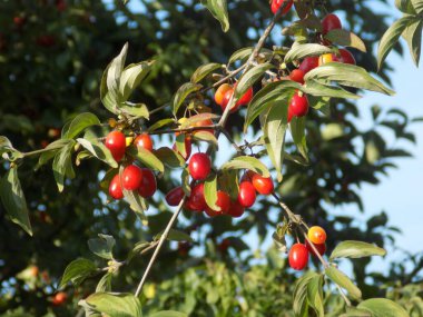 Cornus (Cornus), Cornus familyasından bir bitki cinsidir.