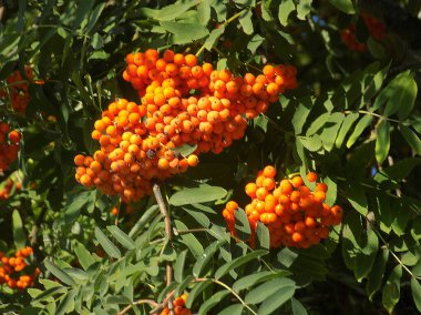Castle Hill 'in genel manzarası