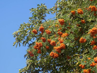 Castle Hill 'in genel manzarası