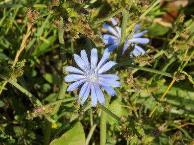Centaurea, Saster familyasından bir bitki cinsidir.          