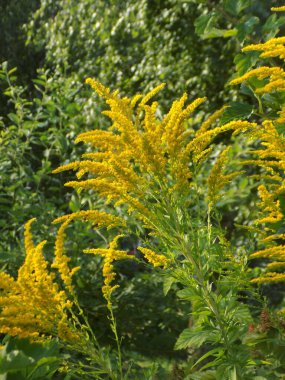 Golden Cowl Canadian (Latin Solidgo canadnsis), bloom, family astropeus, flowers, general view, genus goldenrod, green, leaves, or composite, taç yaprakları, plant, weed, wild, yellow          