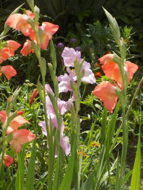 Kosariki (Gladiolus), midye familyasından uzun ömürlü bir bitki cinsidir.          