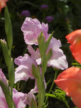 Kosariki (Gladiolus), midye familyasından uzun ömürlü bir bitki cinsidir.          