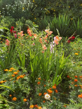 Kosariki (Gladiolus), midye familyasından uzun ömürlü bir bitki cinsidir.          