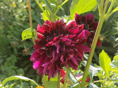 Bush peony (Paeonia  suffruticosa)