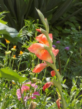 Kosariki (Gladiolus), midye familyasından uzun ömürlü bir bitki cinsidir.          