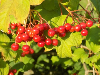 Kalina (Viburnum), Tansy familyasından bir bitki cinsidir.