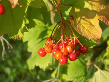 Kalina (Viburnum), Tansy familyasından bir bitki cinsidir.