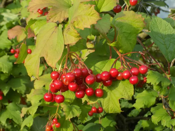 Kalina (Viburnum) is a genus of plants of the tansy family