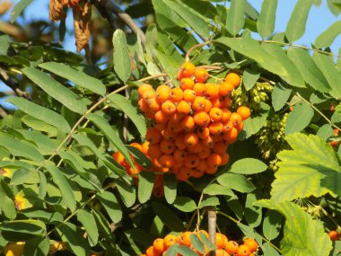 Castle Hill 'in genel manzarası          