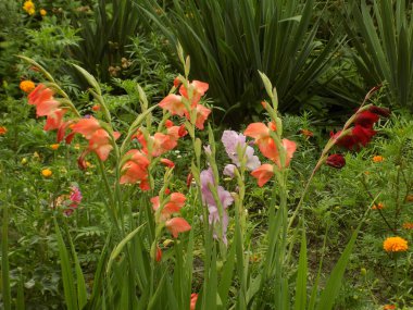 Kosariki (Gladiolus), midye familyasından uzun ömürlü bir bitki cinsidir.          