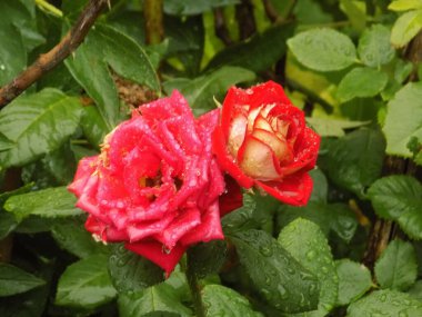 Kırmızı gül (Latin Rosa L.)