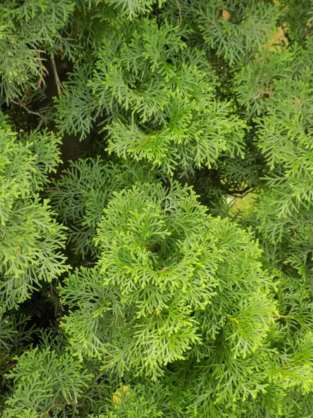 stock image  Thuja is a genus of evergreen coniferous trees and shrubs of the cypress family           