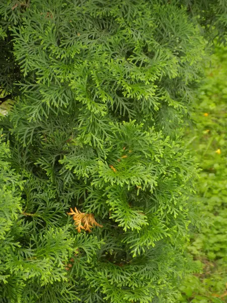 stock image  Thuja is a genus of evergreen coniferous trees and shrubs of the cypress family           