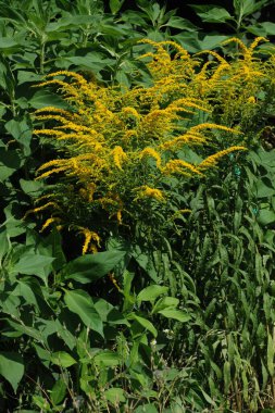 Golden Cowl Canadian (Latin Solidgo canadnsis), bloom, family astropeus, flowers, general view, genus goldenrod, green, leaves, or composite, taç yaprakları, plant, weed, wild, yellow