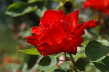  Kırmızı gül (Latin Rosa L.)