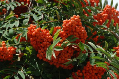 Castle Hill 'in genel manzarası