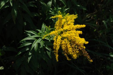 Golden Cowl Canadian (Latin Solidgo canadnsis), bloom, family astropeus, flowers, general view, genus goldenrod, green, leaves, or composite, taç yaprakları, plant, weed, wild, yellow