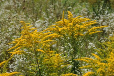 Golden Cowl Canadian (Latin Solidgo canadnsis), bloom, family astropeus, flowers, general view, genus goldenrod, green, leaves, or composite, taç yaprakları, plant, weed, wild, yellow