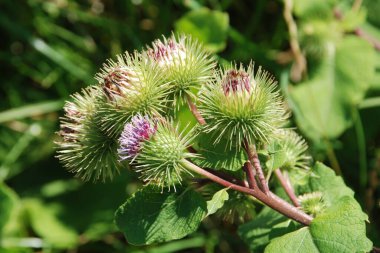 Burdock (