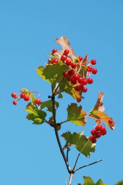 Kalina (Viburnum), Tansy familyasından bir bitki cinsidir.
