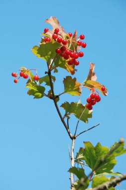 Kalina (Viburnum), Tansy familyasından bir bitki cinsidir.