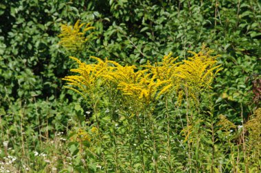 Golden Cowl Canadian (Latin Solidgo canadnsis), bloom, family astropeus, flowers, general view, genus goldenrod, green, leaves, or composite, taç yaprakları, plant, weed, wild, yellow