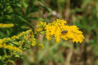 Golden Cowl Canadian (Latin Solidgo canadnsis), bloom, family astropeus, flowers, general view, genus goldenrod, green, leaves, or composite, taç yaprakları, plant, weed, wild, yellow