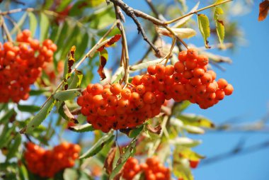 Castle Hill 'in genel manzarası