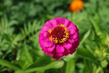 Zinnia (lat. Znnia, Asteraceae familyasının yıllık ve daimi bitki cinsi..