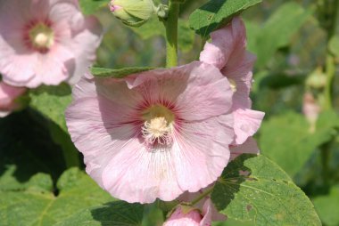  Malva, veya mallow (lat. Mlva) 