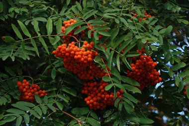 Castle Hill 'in genel manzarası