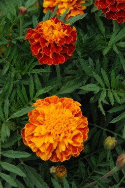 Castle Hill 'in genel manzarası