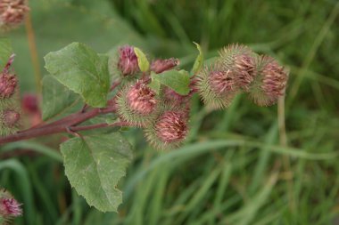 Burdock (