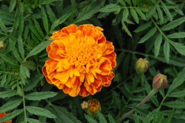 Castle Hill 'in genel manzarası