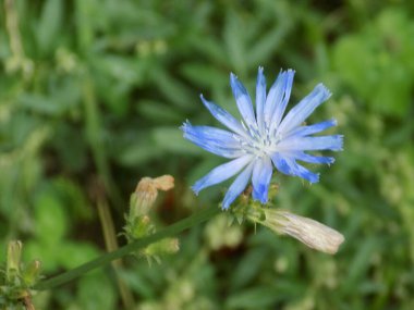 Centaurea, Saster familyasından bir bitki cinsidir.